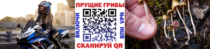 Псилоцибиновые грибы Cubensis  наркотики  Билибино 